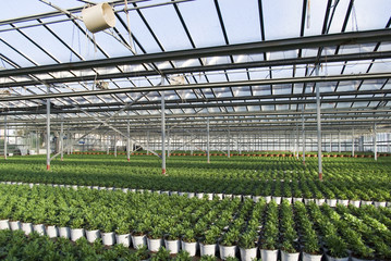 Commercial plants growing in greenhouse