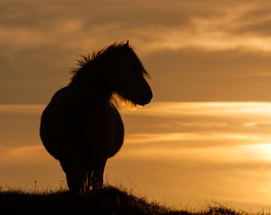 Wild Welsh Pony's