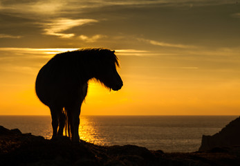 Wild Welsh Pony's