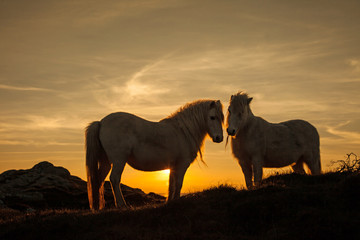 Fototapeta na wymiar Dzikie Welsh Pony