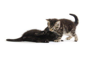 Two kittens on white