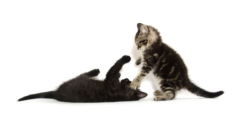 Two kittens on white