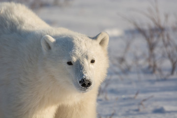 Obraz na płótnie Canvas Cute polar bear cub