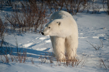 Fototapeta na wymiar Large female polar bear
