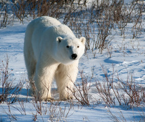 Obraz na płótnie Canvas Large female polar bear