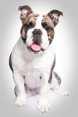 englische Bulldogge sitzend