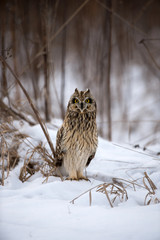 Short Eared Owl