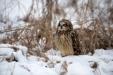Short Eared Owl