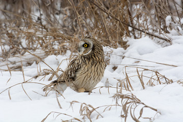 Short Eared Owl