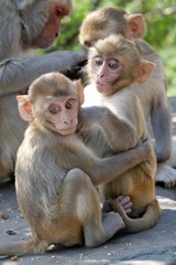 Two baby rhesus macaques