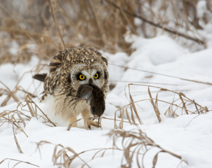 Short Eared Owl