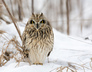 Short Eared Owl