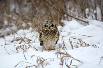 Short Eared Owl