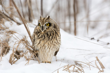 Short Eared Owl
