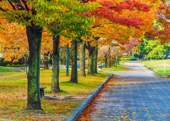 Naklejka premium Autumn Laves at Hiroshima Central Park