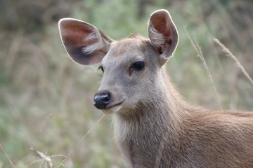 Young deer close-up