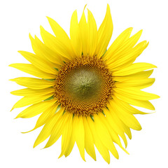 Fototapeta premium słonecznik na białym tle na białym tle ze ścieżką przycinającą