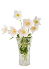 white flower anemone Dubravnaya isolated