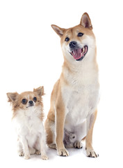 shiba inu and chihuahua