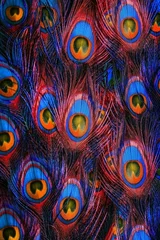 Keuken spatwand met foto Colorful peacock feathers background © pirotehnik