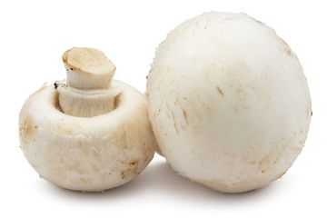 Champignon mushrooms