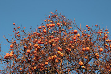 persimmon tree