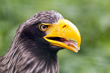 Naklejka premium Steller's sea eagle
