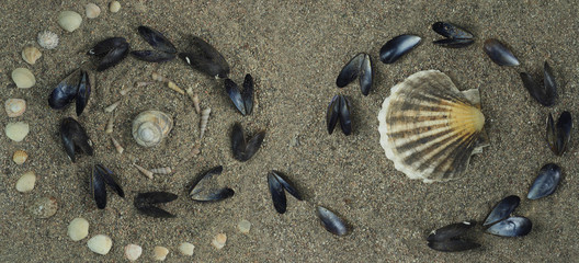 sea food shells