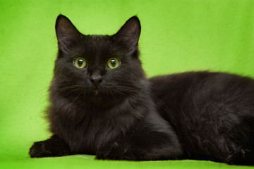 Beautiful black cat with green eyes lying on green blanket