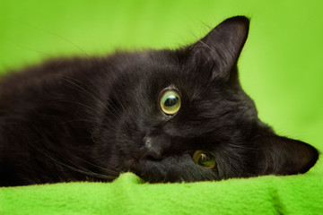 Beautiful black cat with green eyes lrelaxing on green blanket