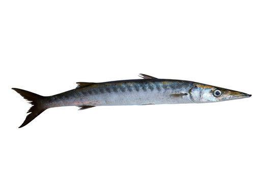 Barracuda Fish Sphyraena Isolated On White