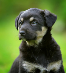 Small black and white puppy on the green grass