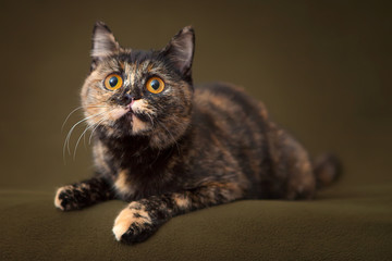 Beautiful tortoiseshell cat with yellow eyes lying on blanket