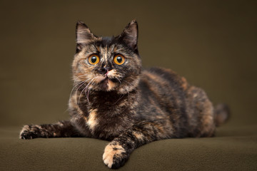 Obraz premium Beautiful tortoiseshell cat with yellow eyes lying on blanket