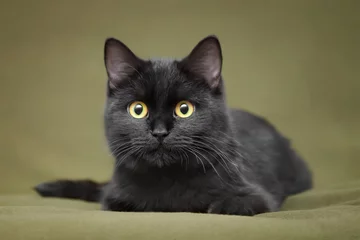 Foto auf Acrylglas Panther Beautiful black cat with yellow eyes lying on blanket
