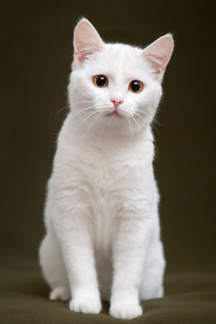 Beautiful white cat with yellow eyes sitting on blanket