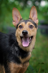 Naklejka na ściany i meble Happy dog portrait with his tongue in summer
