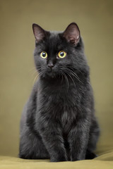 Beautiful black cat with yellow eyes sitting on blanket