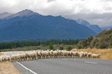 sheeps - merino wool
