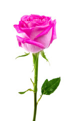 pink rose isolated
