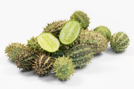 prickly cucumber fruits