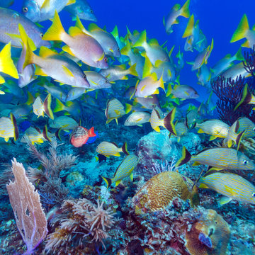 Fototapeta School of Snappers, Cayo Largo, Cuba