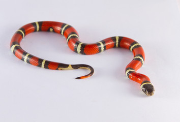 Milk Snake