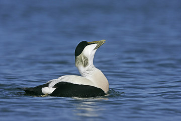 Eider duck, Somateria mollissima