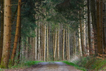 Waldweg im Schönbuch