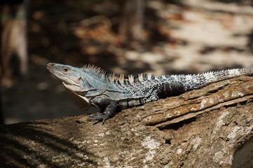 Gemeiner Schwarzleguan auf Ast