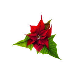 Christmas flowers poinsettia  on white