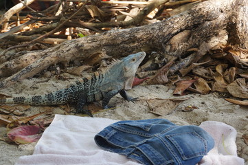 Gemeiner Schwarzleguan am Strand