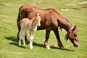 Mare with a foal