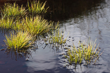Gräser im Moor